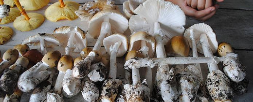 All About Mushrooms