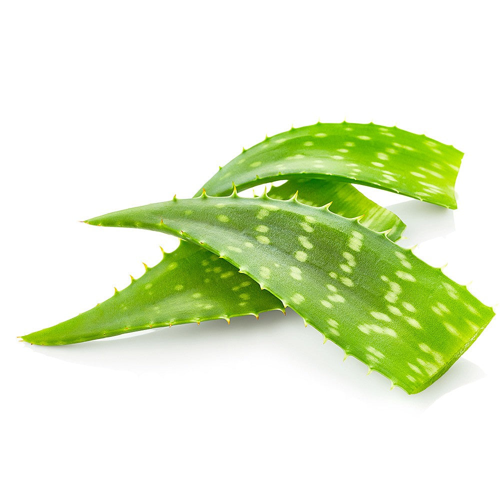 Aloe Vera Leaves each