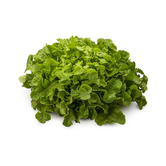 Oakleaf Green Lettuce each