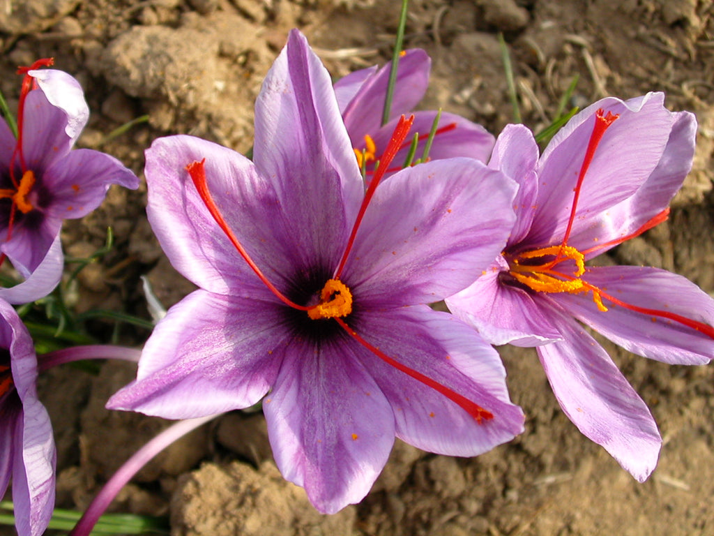 Viridian Saffron Extract with Marigold Veg Caps 30 caps